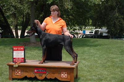 Stud Dogs in IN